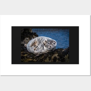 Grey Seal on the Rocks Posters and Art